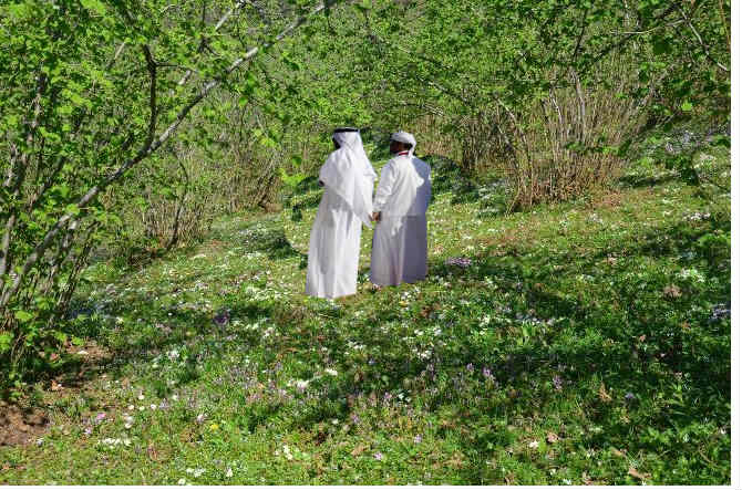 Karadeniz'de bir ilk! Araplar Ordu'dan fındık bahçesi satın aldı!